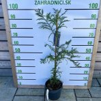 Sekvoja vždyzelená (Sequoia sempervirens) - výška 100-120 cm, kont. C5L 